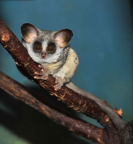 Senegal Bushbaby