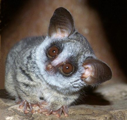 Senegal Bushbaby