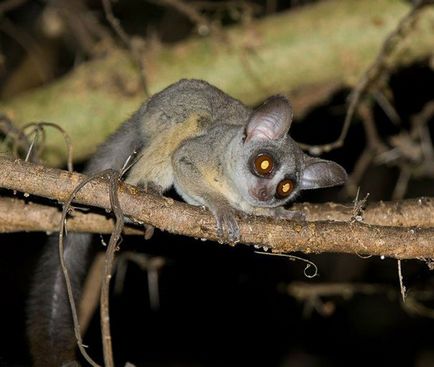 Senegal Bushbaby