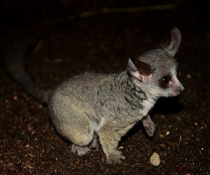 Senegal Bushbaby