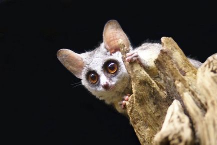 Senegal Bushbaby