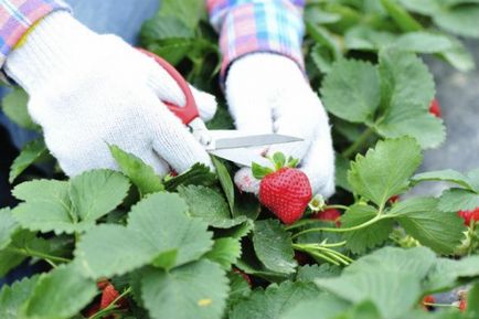 Grava gri pe simptomele de capsune de gradina si metode de lupta - gospodar