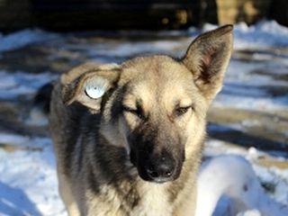 Сережки »для собак, притулок для бездоглядних тварин