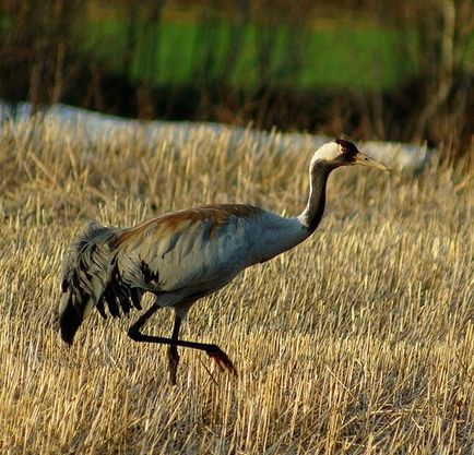 Gray Crane