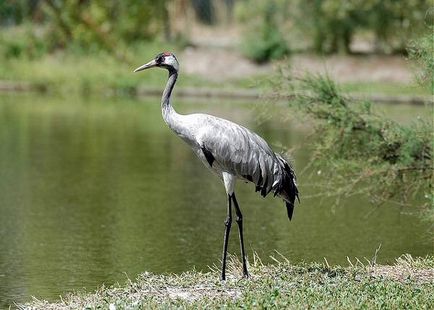 Macara gri, macaraua gri (grus grus), semnele de camp sunt natura distributiei naturale