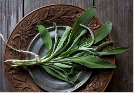 Salvia muscat proprietăți medicinale ale rădăcină, ulei, aplicare, contraindicații, plante, compoziție,