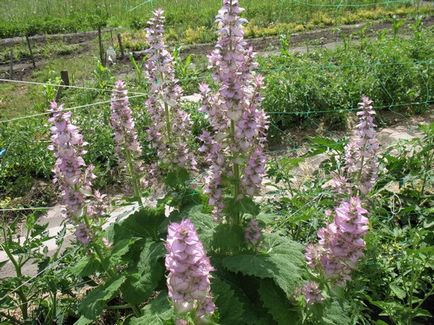 Salvia muscat proprietăți medicinale ale rădăcină, ulei, aplicare, contraindicații, plante, compoziție,