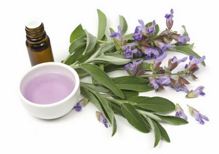 Salvia muscat proprietăți medicinale ale rădăcină, ulei, aplicare, contraindicații, plante, compoziție,