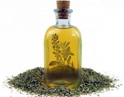 Sage muscat proprietăți medicinale, contraindicații, utilizarea de ulei, rădăcina de plante,