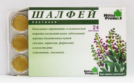 Шавлія мускатний лікувальні властивості, протипоказання, застосування масла, кореня рослини,