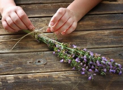 Sage muscat proprietăți medicinale, contraindicații, utilizarea de ulei, rădăcina de plante,