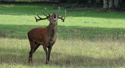 Chambord cum să ajungi acolo și alte informații utile, oh! Excursie în Franța