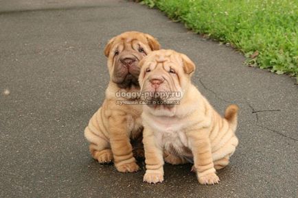 Sharpei descriere, fotografie și preț