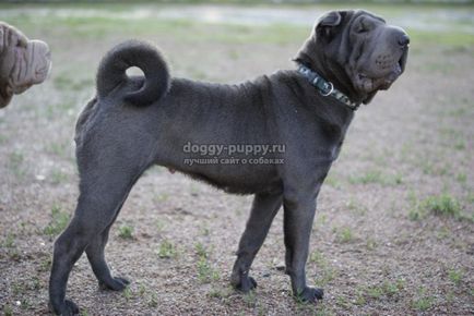 Sharpei descriere, fotografie și preț