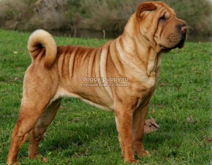 Sharpei descriere, fotografie și preț