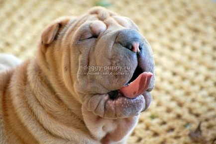 Sharpei descriere, fotografie și preț