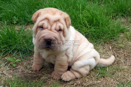 Sharpei descriere, fotografie și preț