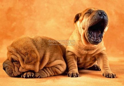 Sharpei descriere, fotografie și preț