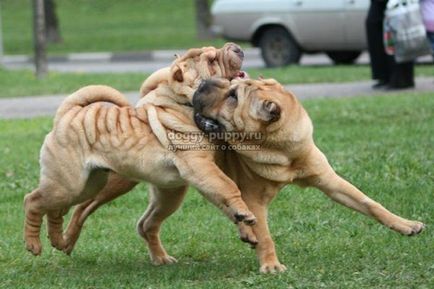 Sharpei descriere, fotografie și preț