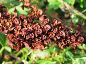 Sóska - leírása, az alkalmazás (bőrön sóska zúzott levelek) Sóska - leírása, használata