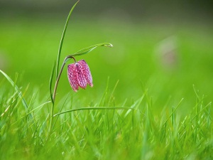 Șurubul de șist - plantare, cultivare și îngrijire