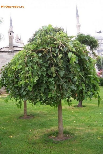 Síró Mulberry - kerti dekoráció (eperfa) Síró Mulberry - kerti dekoráció
