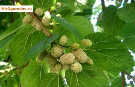 Шовковиця плакуча - прикраса саду