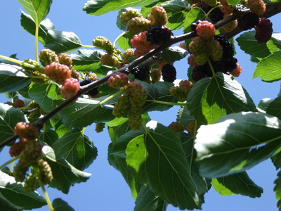 отглеждане и грижа Mulberry