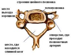 Anatomia vertebrelor cervicale a coloanei vertebrale cervicale