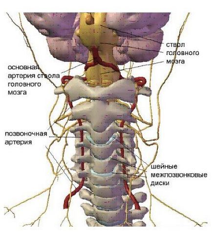 Anatomia vertebrelor cervicale a coloanei vertebrale cervicale