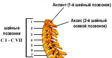 Шийний відділ хребта хвороби і їх симптоми