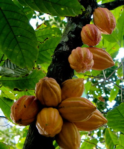 Arborele de ciocolată și fotografia cum cresc boabele de cacao