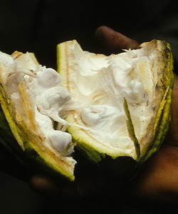 Arborele de ciocolată și fotografia cum cresc boabele de cacao