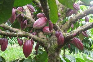 Arborele de ciocolată și fotografia cum cresc boabele de cacao