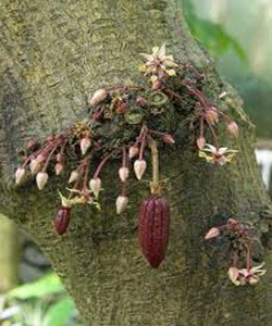 Arborele de ciocolată și fotografia cum cresc boabele de cacao