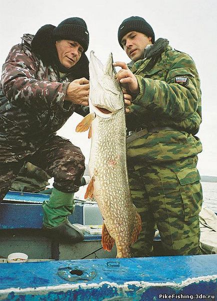 Shchuchi masă în pre-iarnă - 06 noiembrie 2011 - blog pescuit de pescuit - pescuitul pentru stiuca - unelte, teorie și