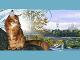 Pisica siberiana (pisica siberiana) - pisoi in crescatorie - rase si preturi, pepiniere si crescatori,
