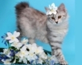 Pisica siberiana (pisica siberiana) - pisoi in crescatorie - rase si preturi, pepiniere si crescatori,