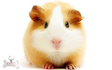 Hamster sirian (rasa)