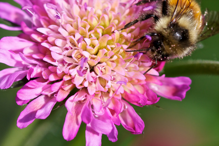 Scabiosa plantare, îngrijire și toate subtilitățile de creștere în 2017