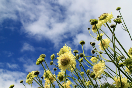 Scabiosa plantare, îngrijire și toate subtilitățile de creștere în 2017