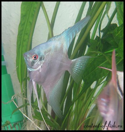 Scalarium sau angelfish