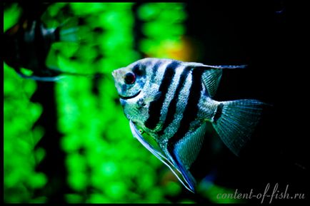Скалярия, або риба-ангел
