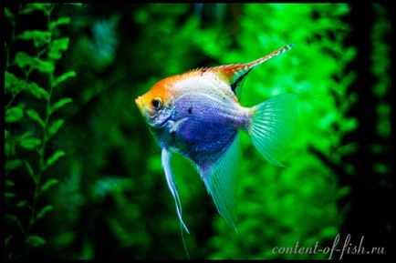 Scalarium sau angelfish