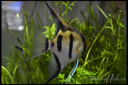 Scalarium sau angelfish