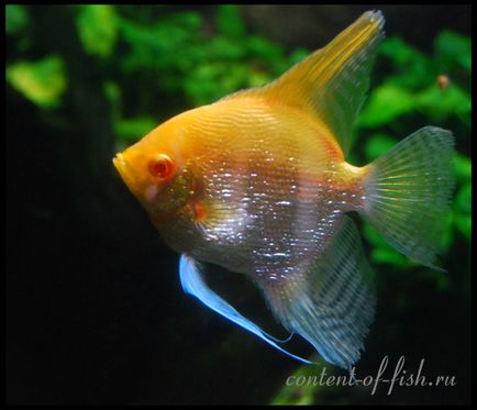 Scalarium sau angelfish