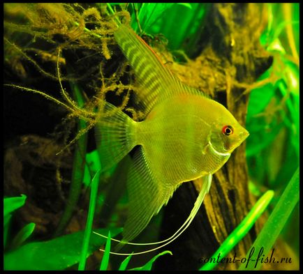 Scalarium sau angelfish