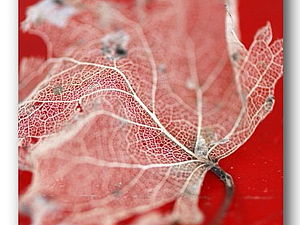 Скелетовані листя - з чим їх едят-) - ярмарок майстрів - ручна робота, handmade