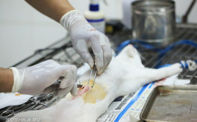 Скільки повремени кішка відходить від наркозу після стерилізації