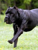 Hány élő francia bulldog 1 (mennyit) Hány élő francia bulldog 1